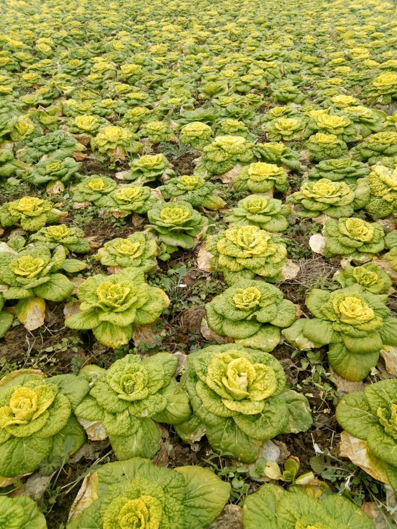 源头供应正品保障乌塌菜价格美丽