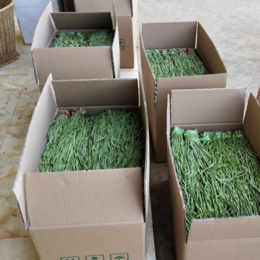 天然新鲜贡菜直供全国价格美丽