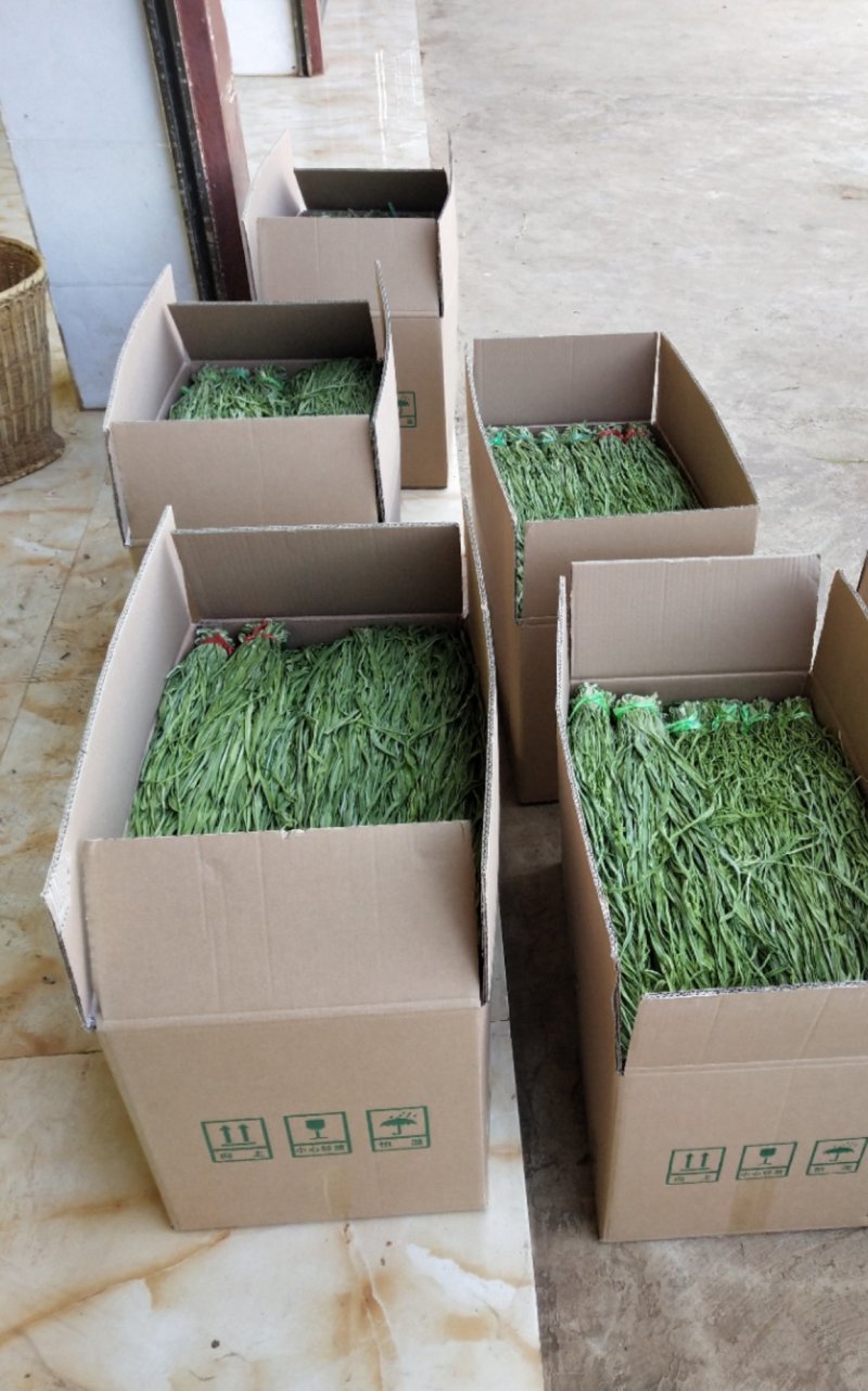 天然新鲜贡菜直供全国价格美丽