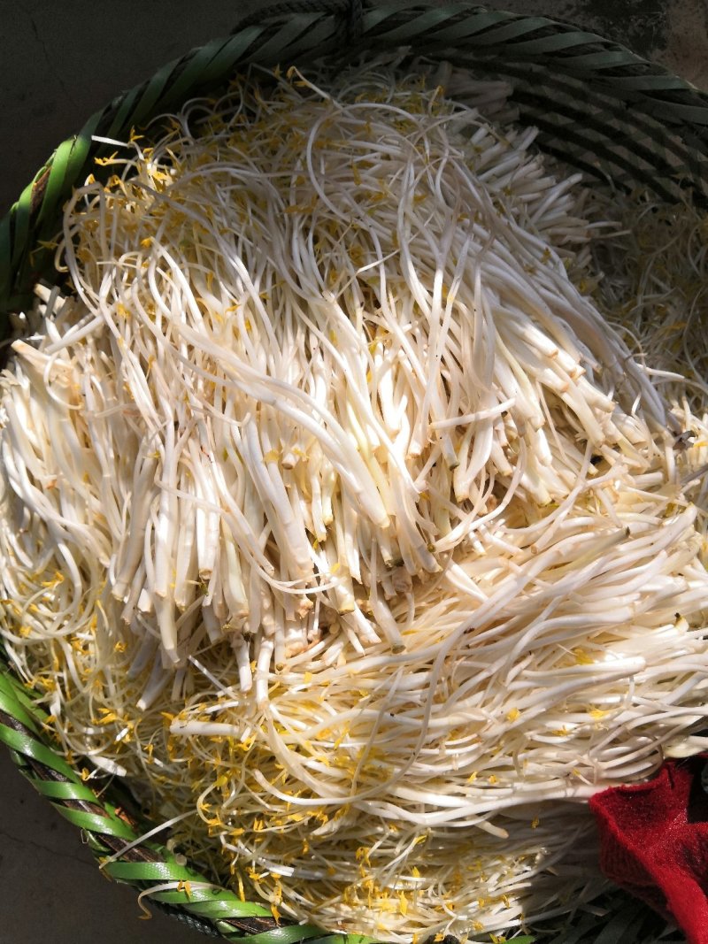 正宗芹芽现货秒发下单秒发