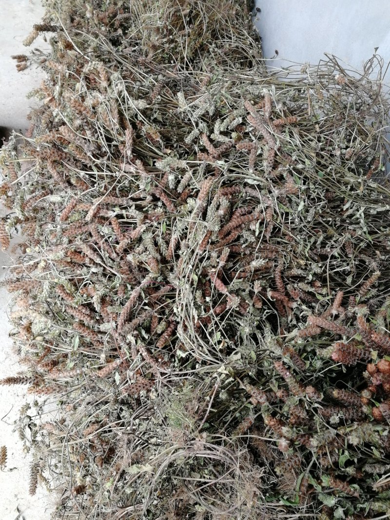 夏枯草供货