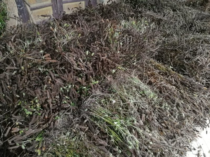 夏枯草供货