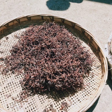 现货秒发天然新鲜薇菜欢迎咨询