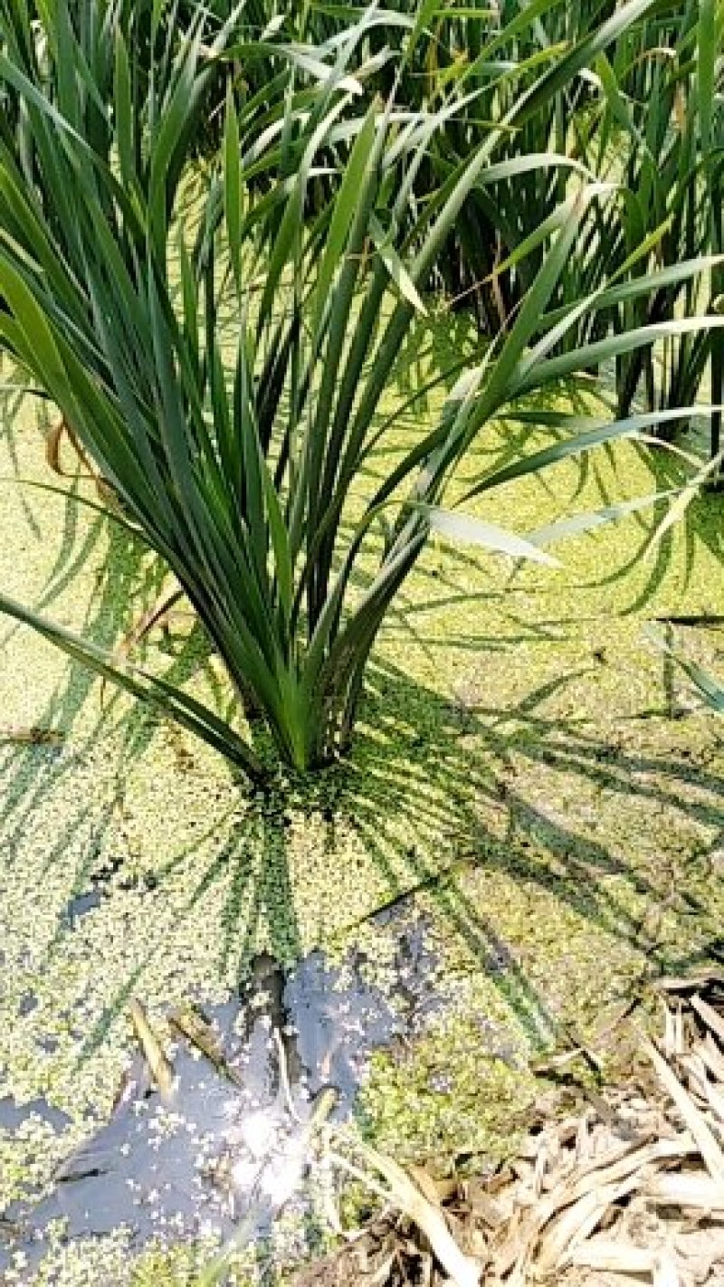 精品象牙菜现货秒发价格美丽
