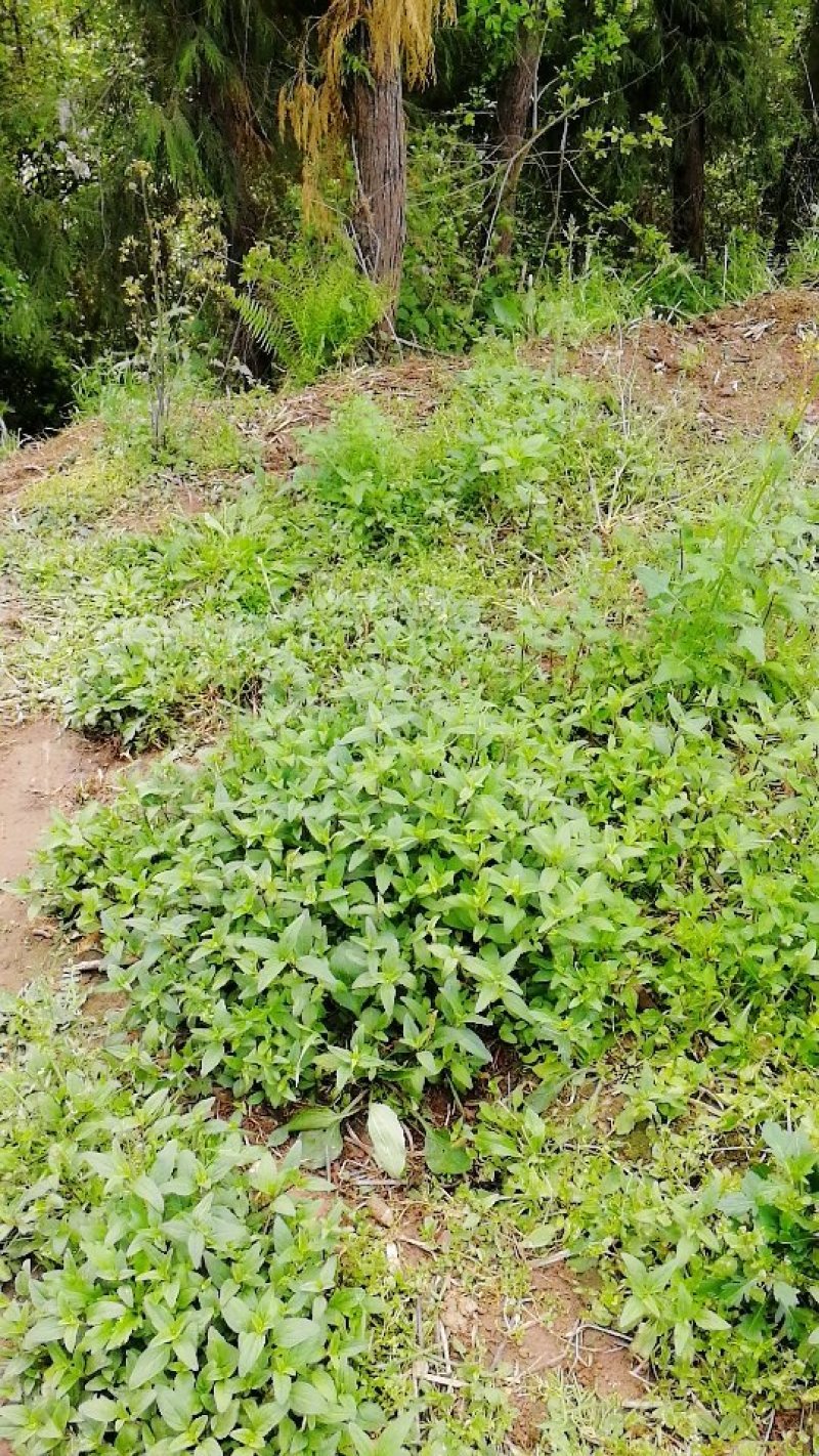 夏枯草供货