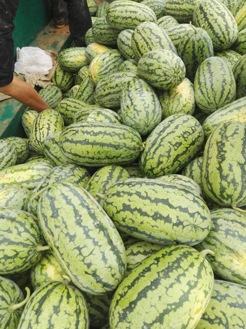应季西瓜量大优惠