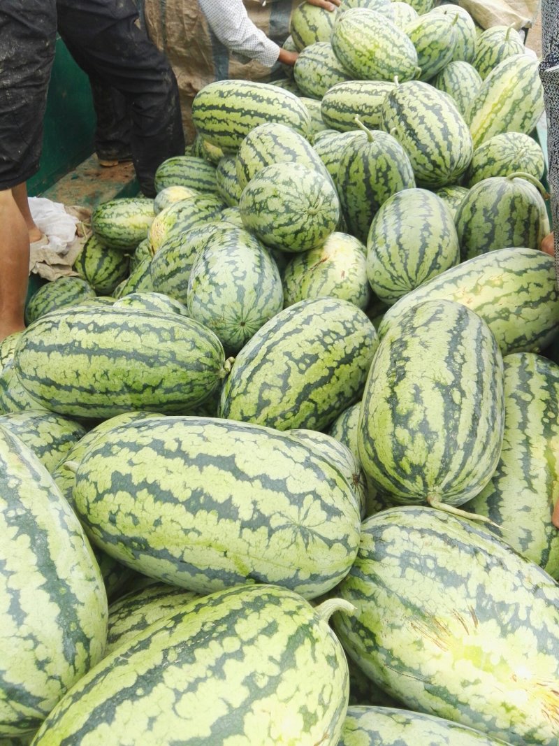 应季西瓜量大优惠