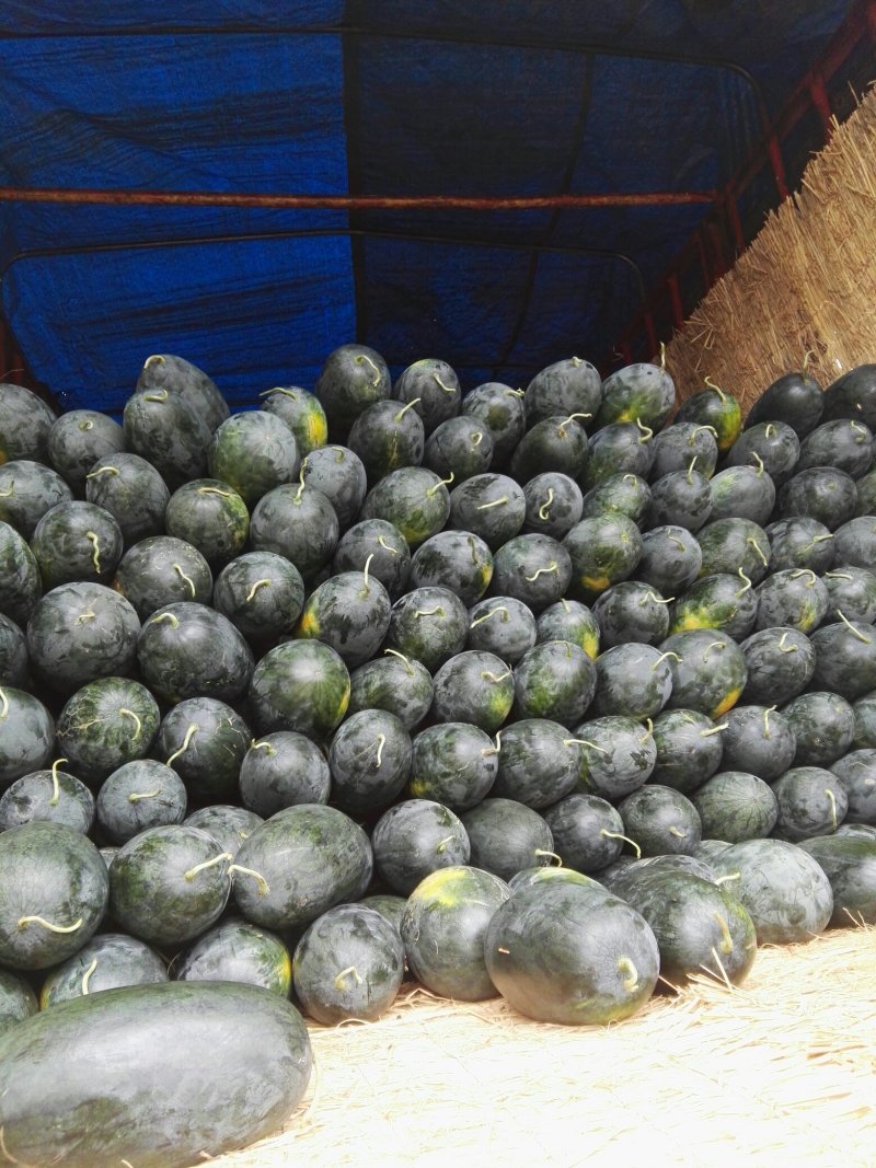 应季西瓜量大优惠