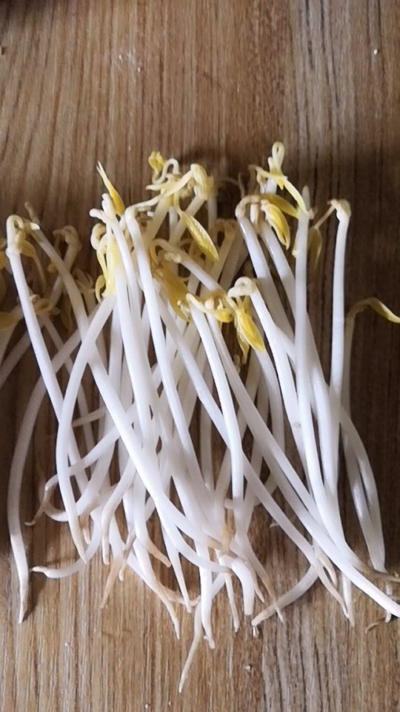 正宗豆芽保质保量价格美丽下单秒发