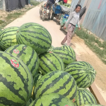 西瓜，鲁青，甜王