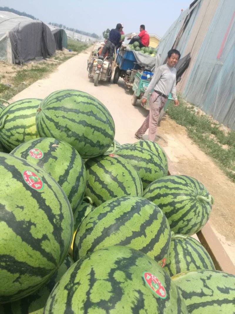 西瓜，鲁青，甜王