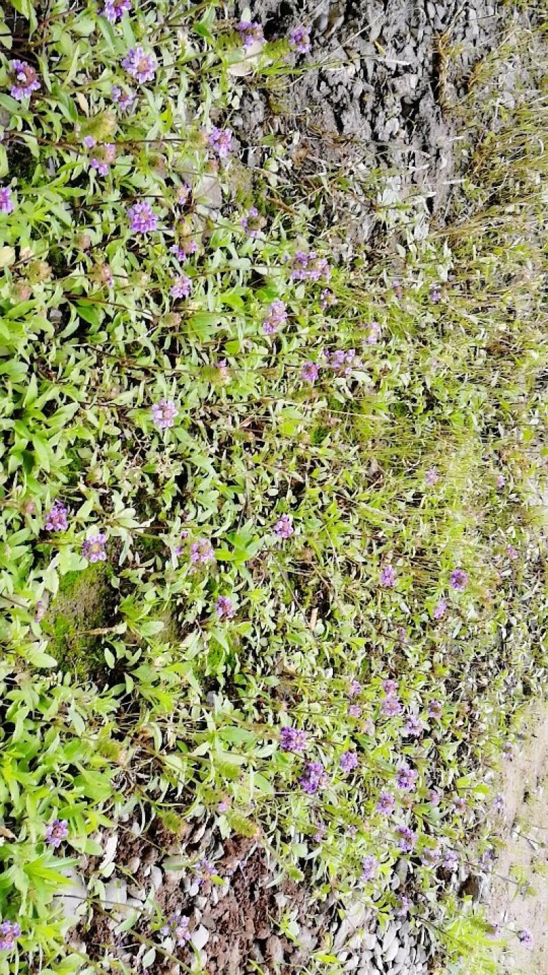 夏枯草供货