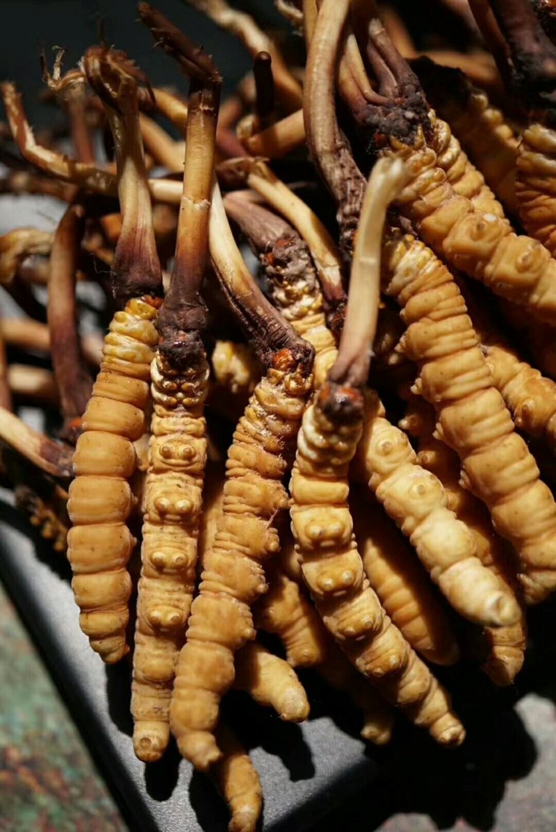 虫草品质保证正规货源性价比高长期稳定供货