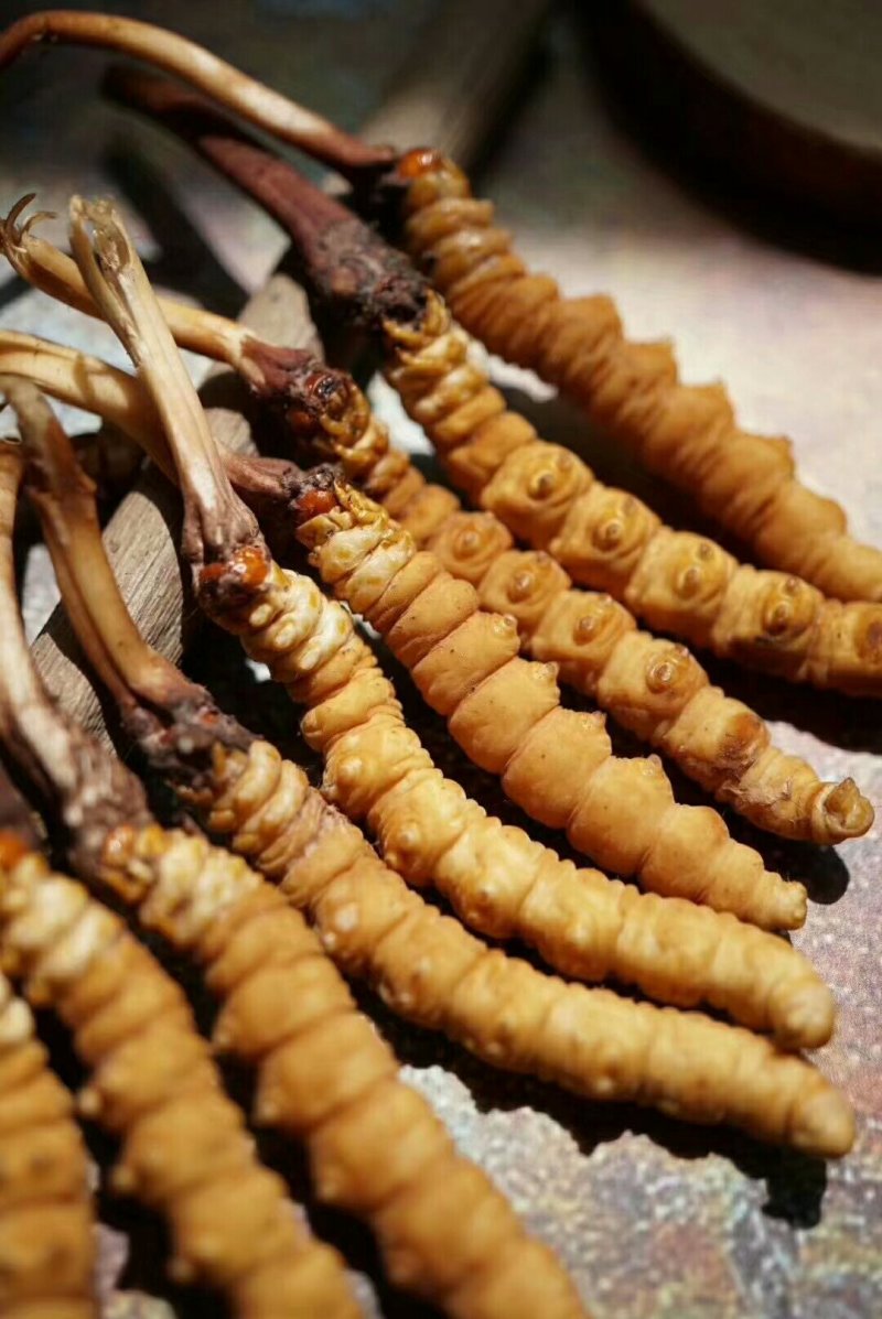 虫草品质保证正规货源性价比高长期稳定供货
