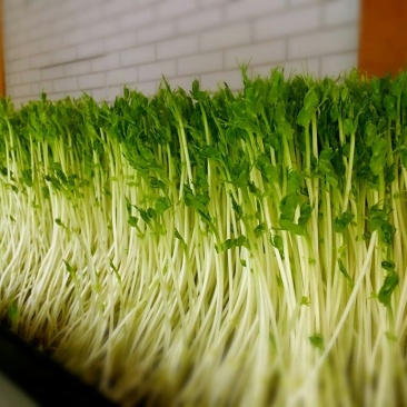 芽苗类豌豆苗
