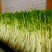 芽苗类豌豆苗