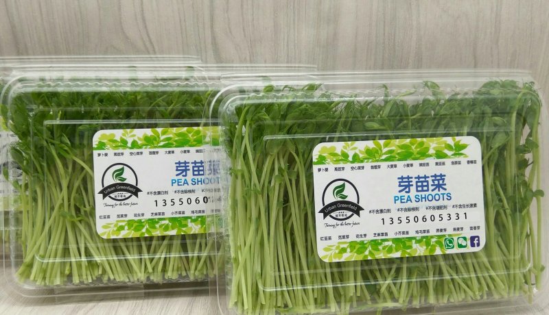 芽苗类豌豆苗