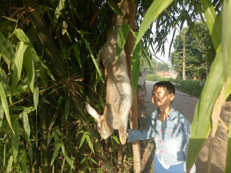 农家草草兔，鲜杀鲜炒，欢迎订购