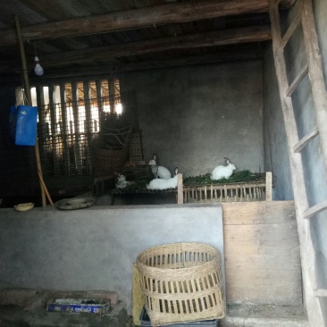 农家草草兔，鲜杀鲜炒，欢迎订购