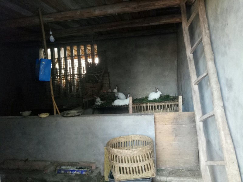 农家草草兔，鲜杀鲜炒，欢迎订购