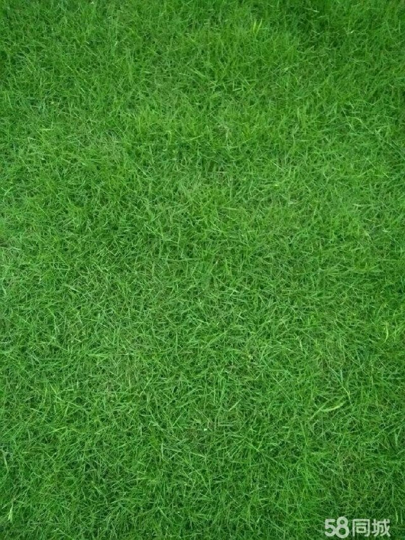 出售各种绿化草坪