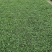 出售各种绿化草坪