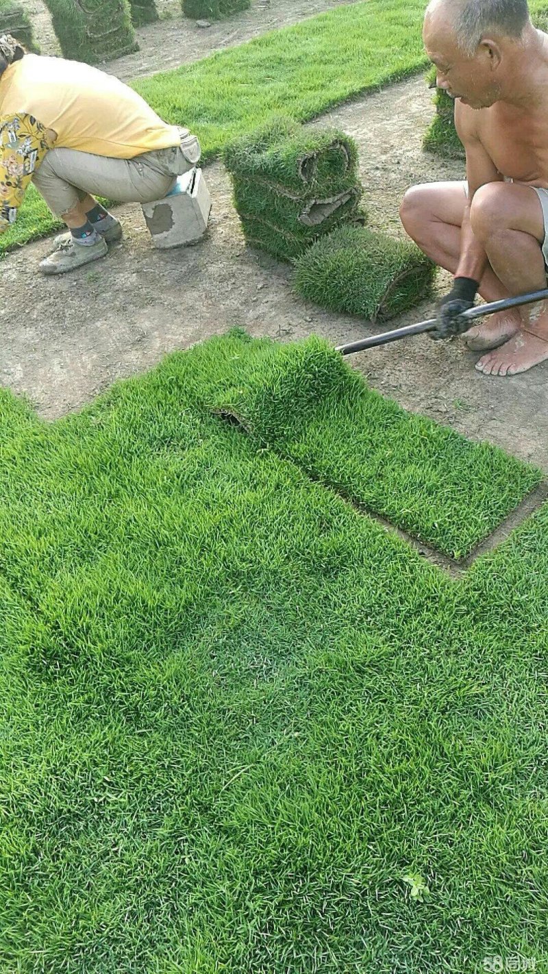 出售各种绿化草坪