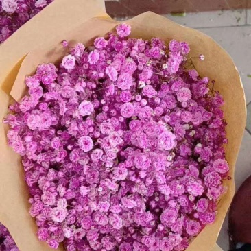 花圃直发优质满天星鲜切花超高性价比