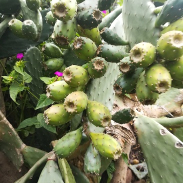 仙人掌果应季最新日期电商供货