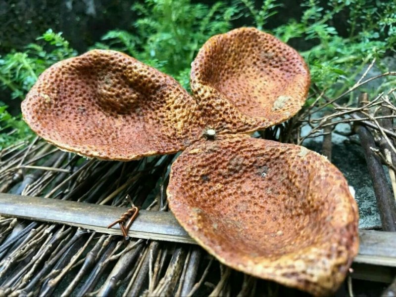 长期有货厂家直销***陈皮精选优质