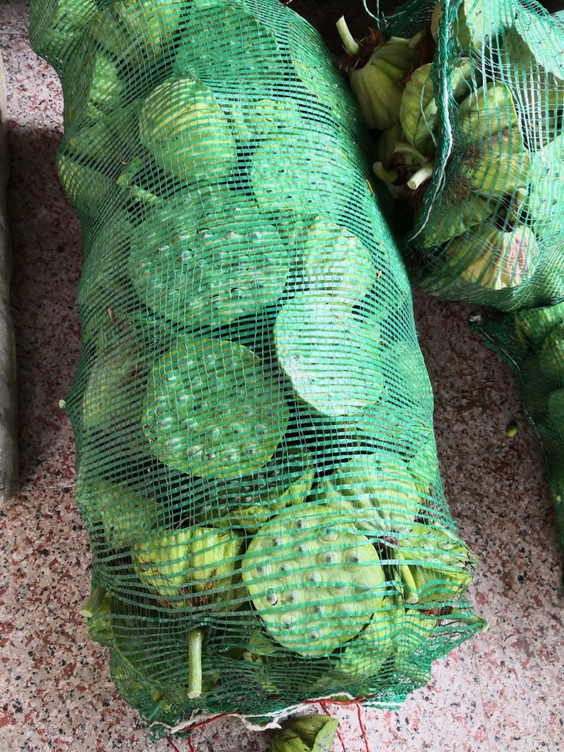 规格齐全莲蓬一手货源量大优惠