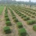 广西南宁大量现货供应马尼拉草、台湾草皮，草坪