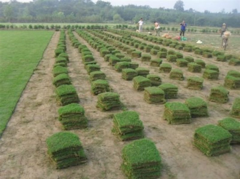 广西南宁大量现货供应马尼拉草、台湾草皮，草坪