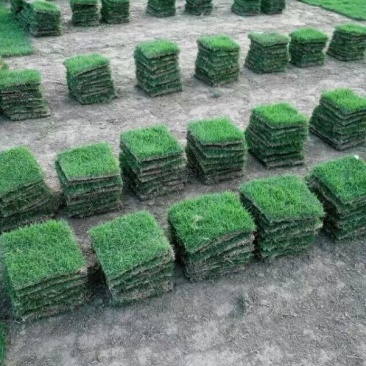 广西南宁大量现货供应马尼拉草、台湾草皮，草坪