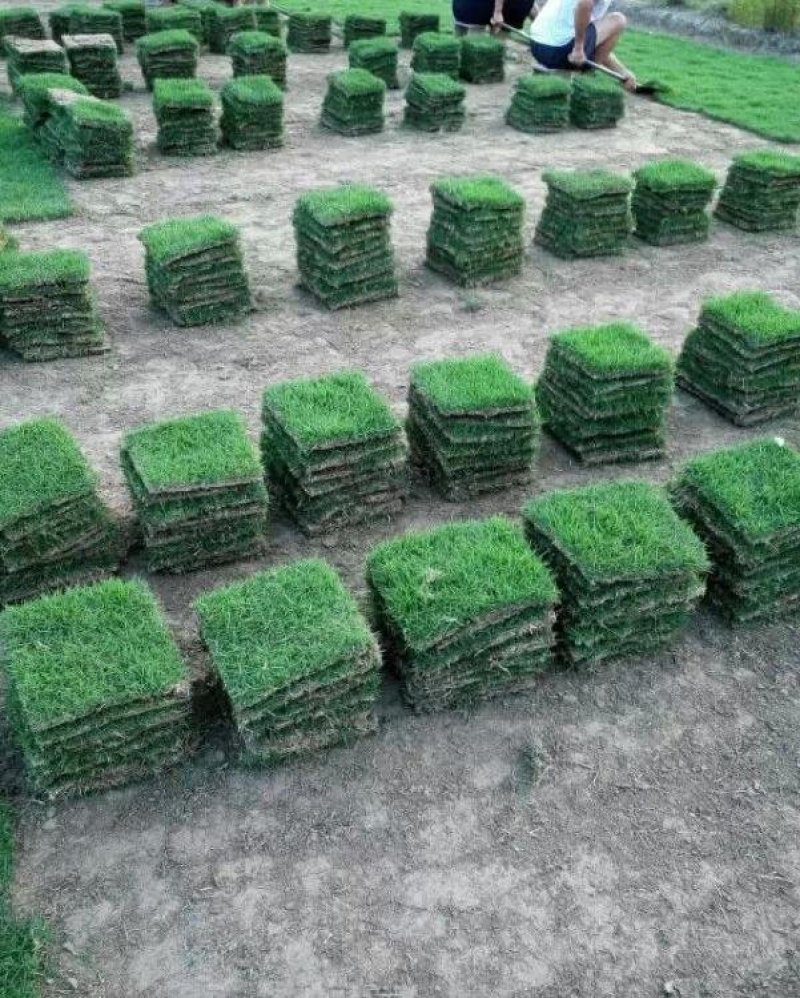 广西南宁大量现货供应马尼拉草、台湾草皮，草坪