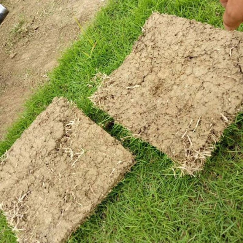 广西南宁大量现货供应马尼拉草、台湾草皮，草坪