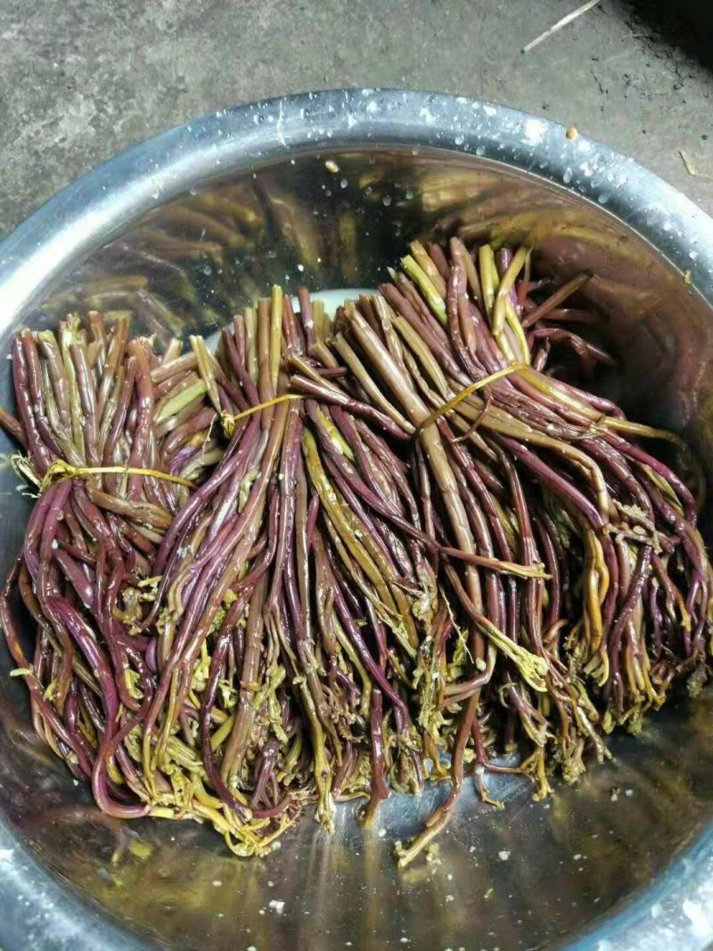 天然新鲜蕨菜产地直发量大优惠