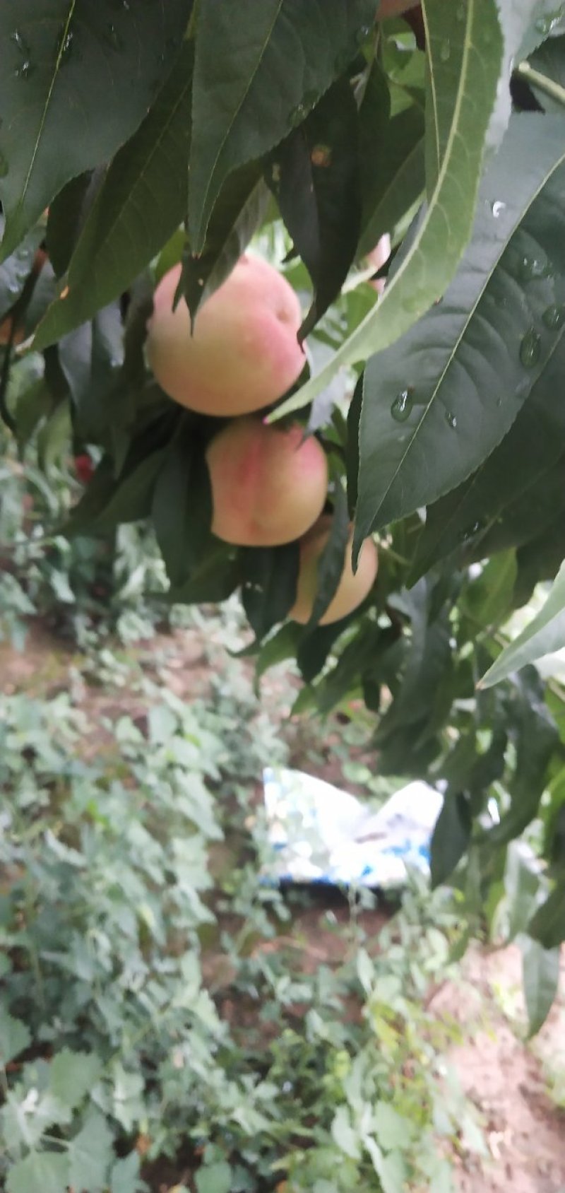 毛桃