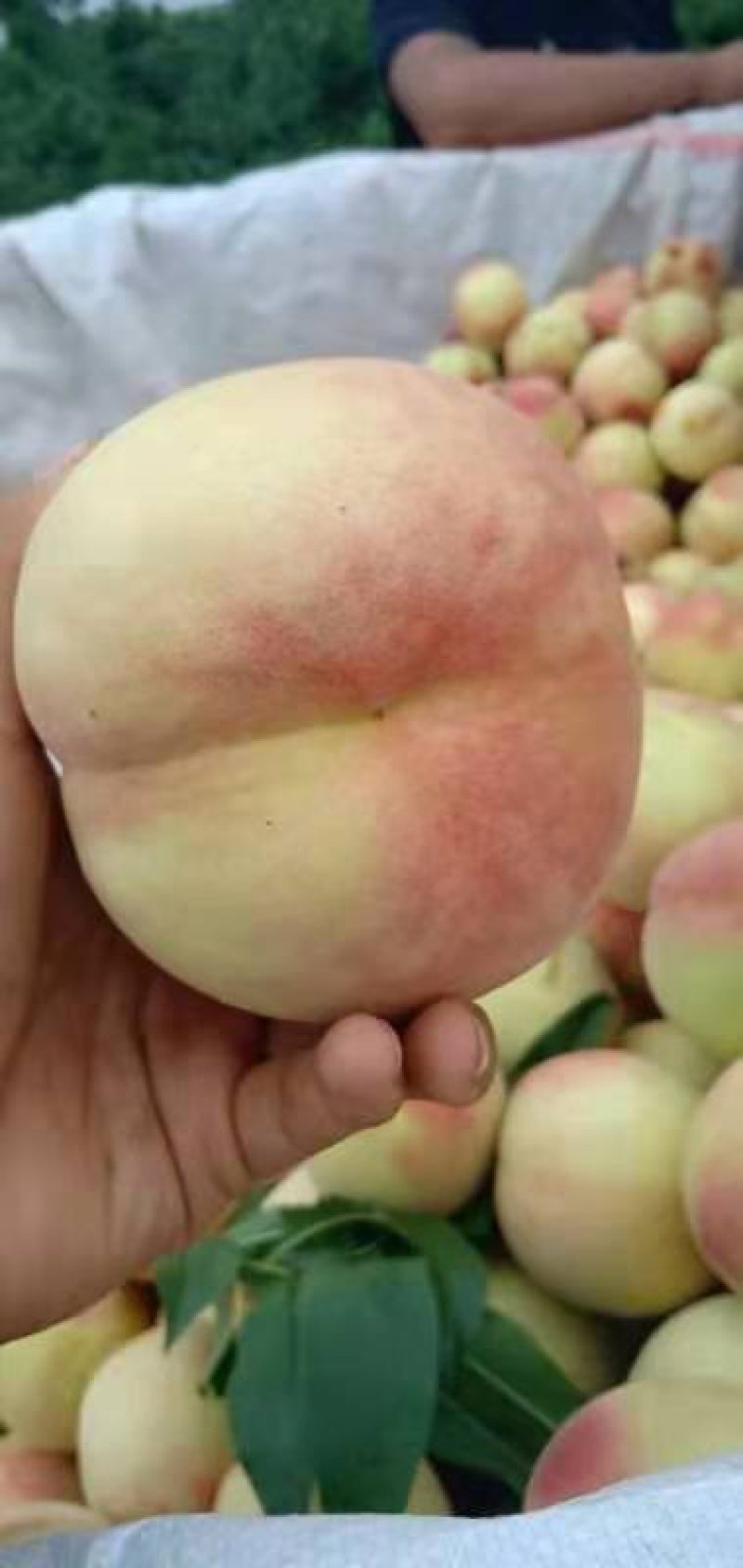 毛桃