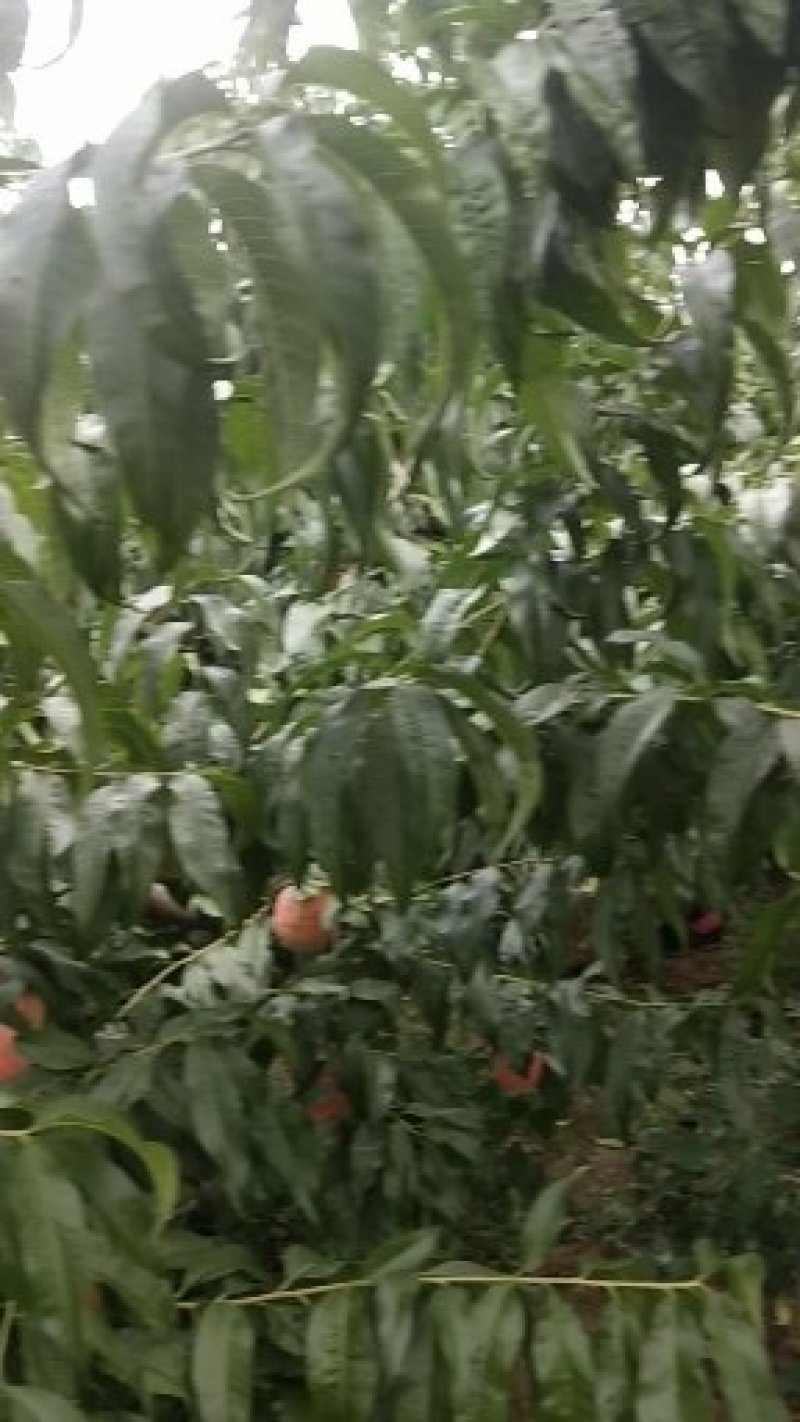 毛桃