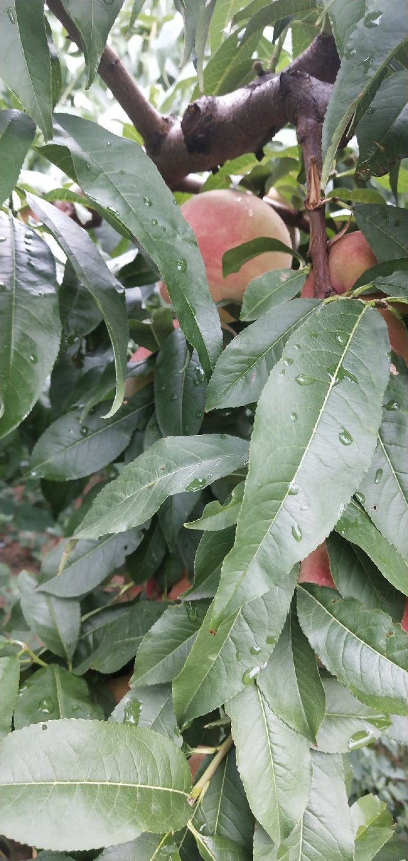 毛桃