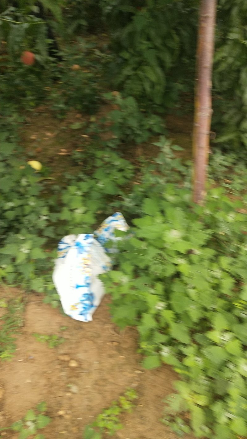 毛桃