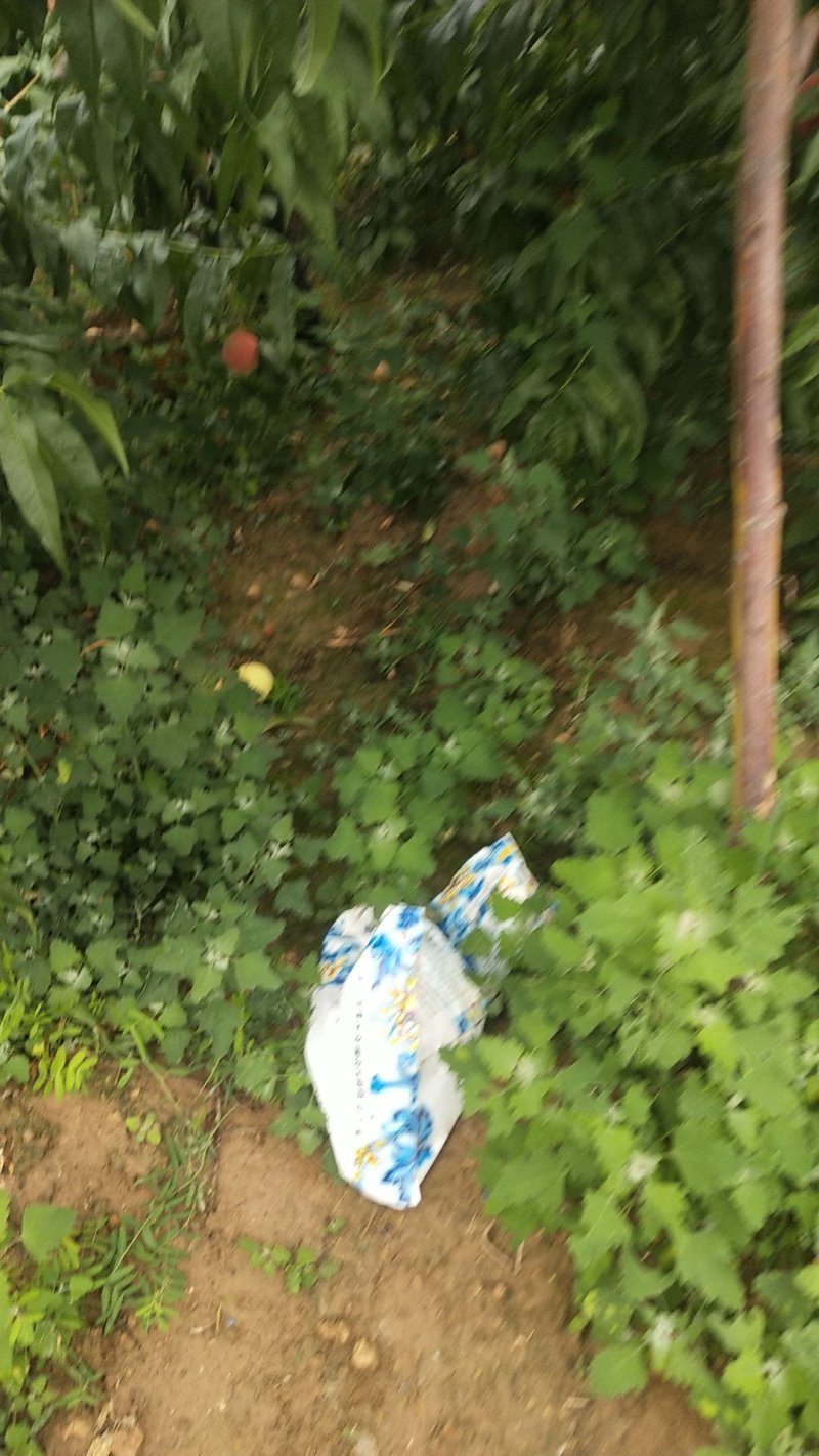 毛桃