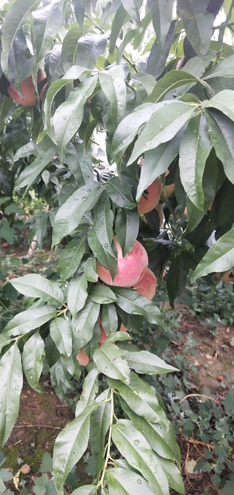 毛桃