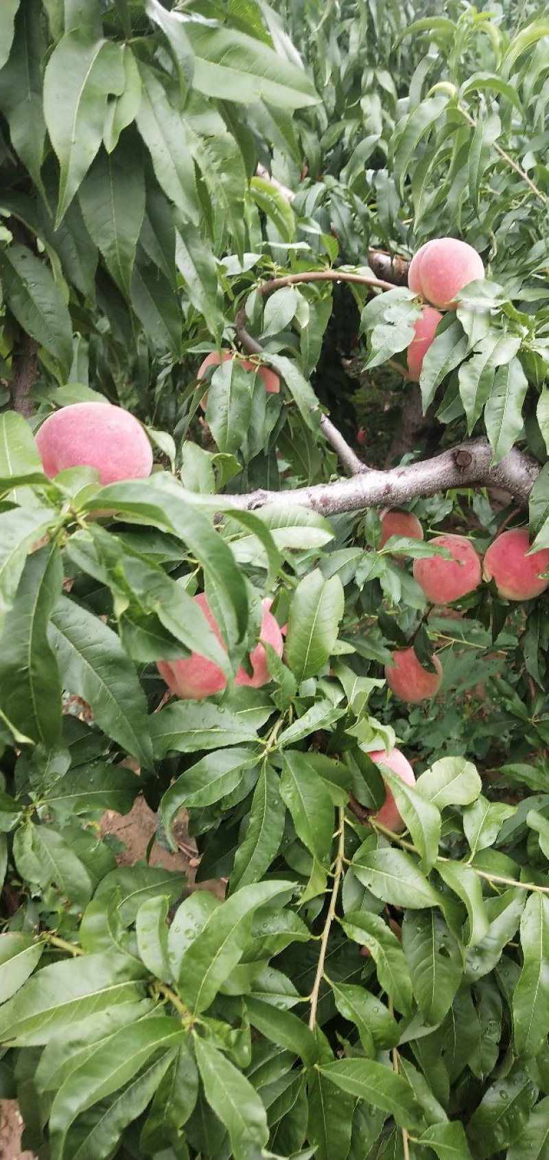 毛桃