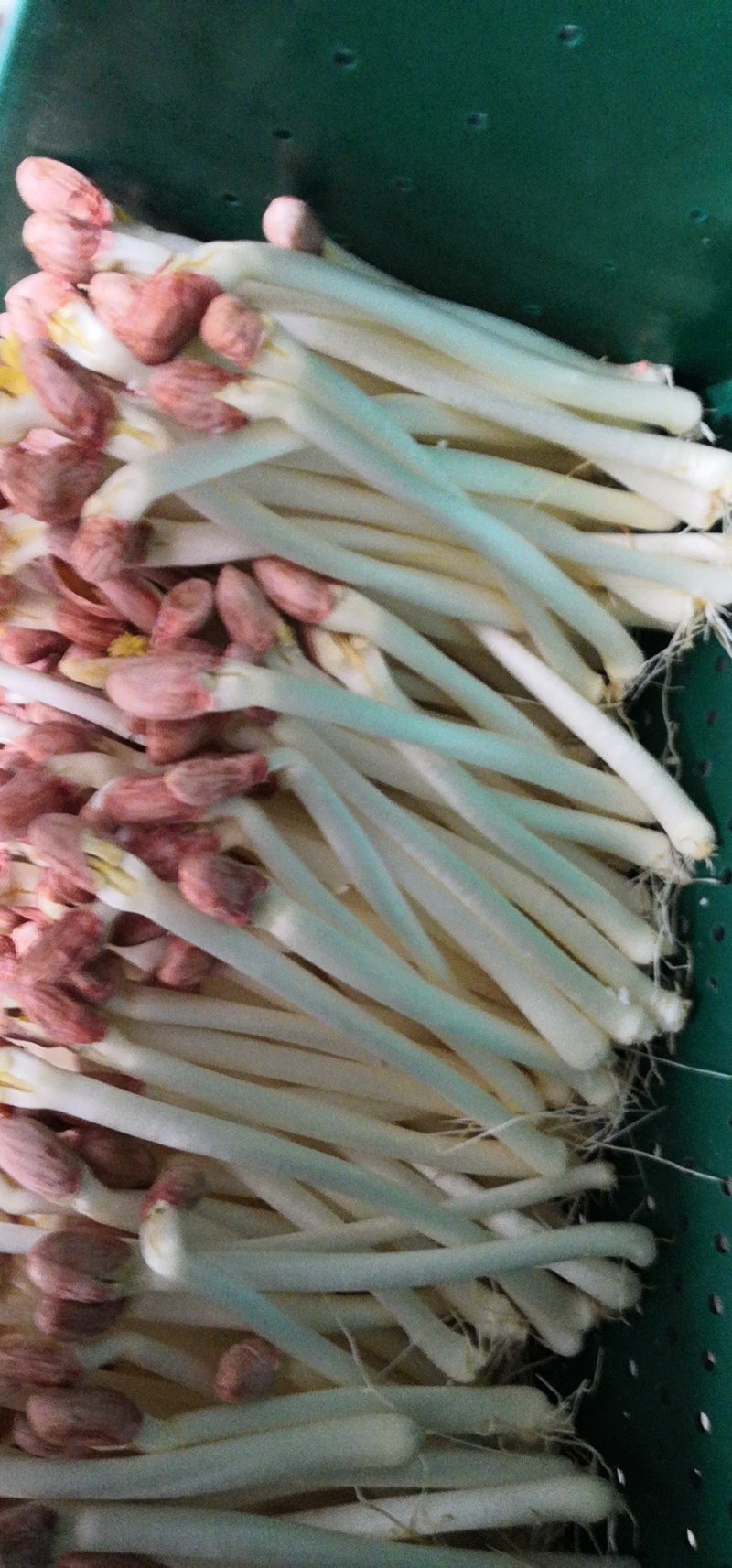 正宗花生芽长期供货诚信经营