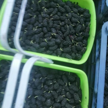 桑椹