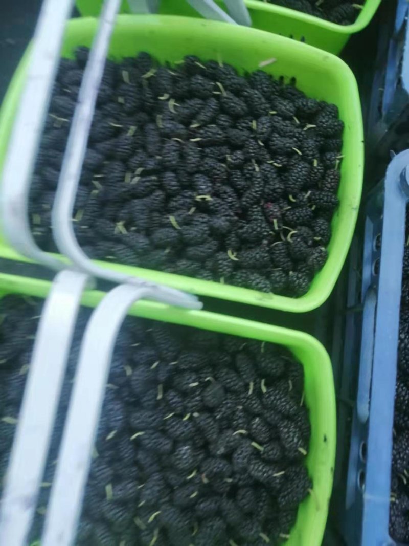 桑椹