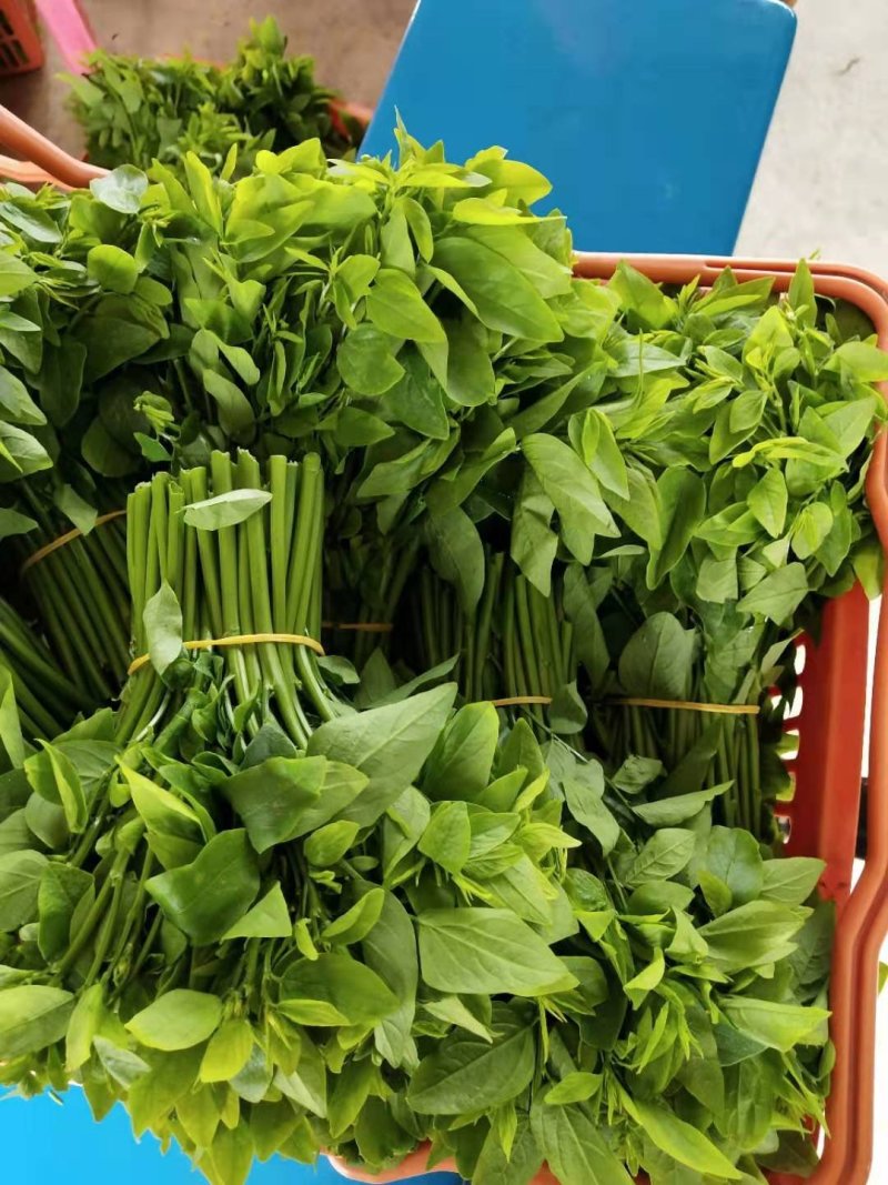 正宗树仔菜现货秒发支持拿样