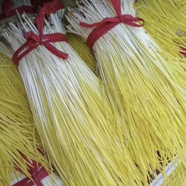 正宗蒜黄源头供应价格美丽欢迎联系